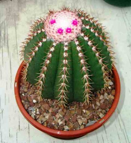 Melocactus_collineus